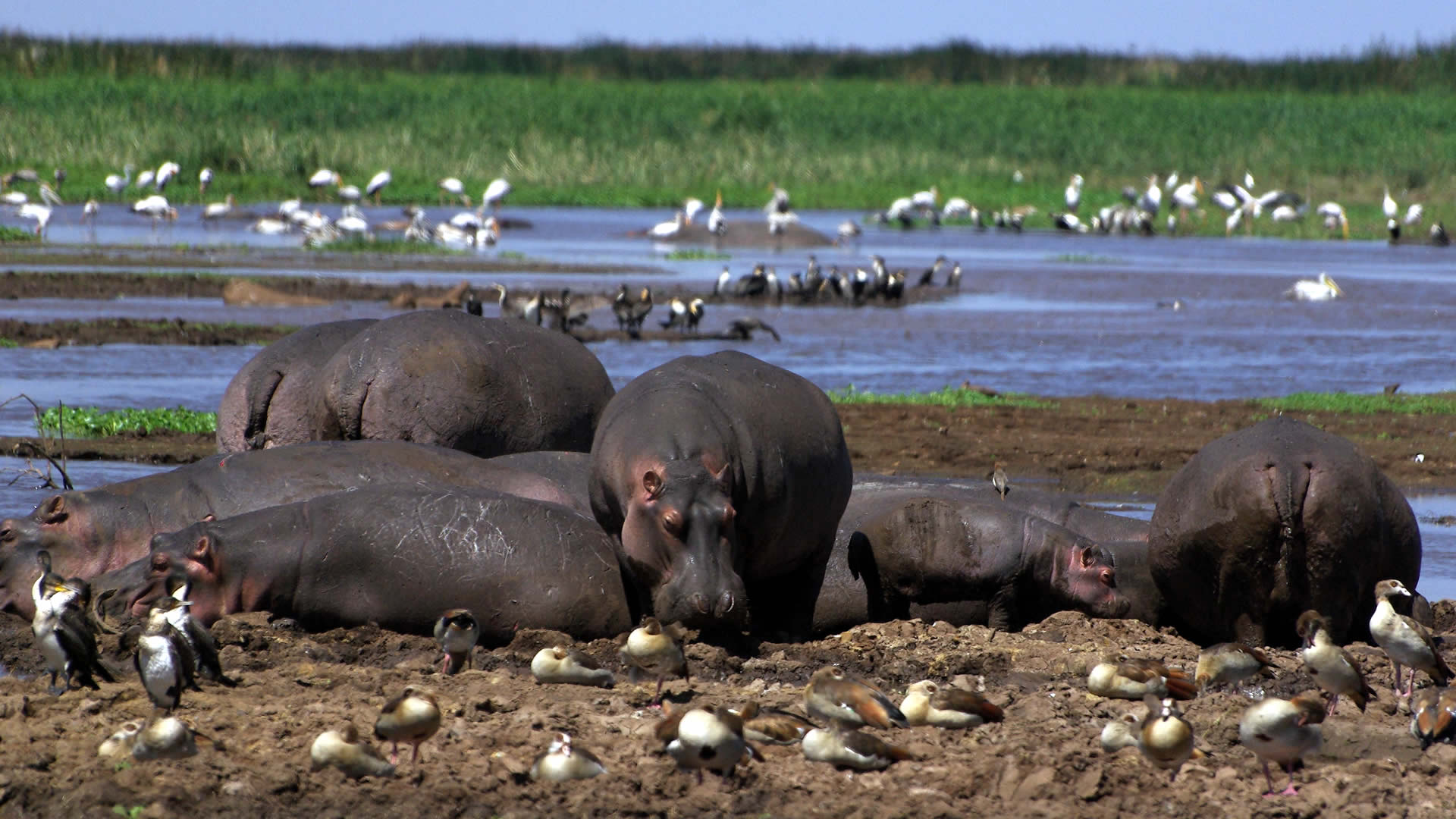 Practical Travel Tips for Lake Manyara National Park