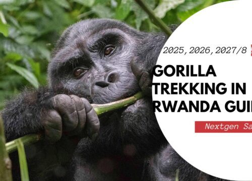 Ultimate Gorilla Trekking in Rwanda Guide 2025–2028: Permits, Costs, Tours & Volcanoes NP