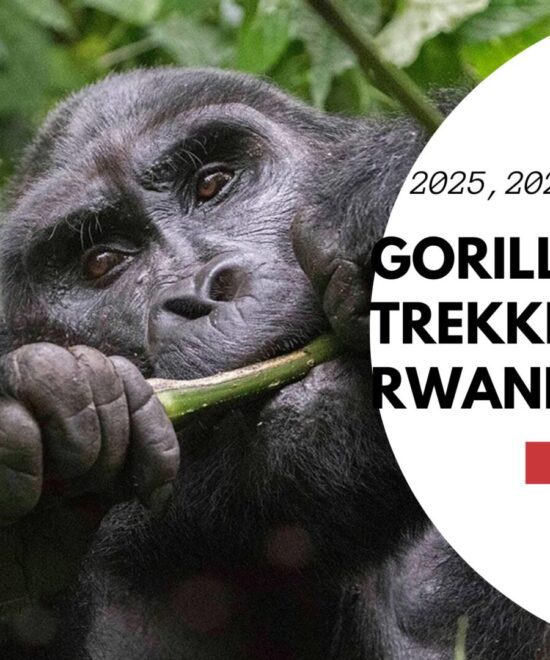 Ultimate Gorilla Trekking in Rwanda Guide 2025–2028: Permits, Costs, Tours & Volcanoes NP
