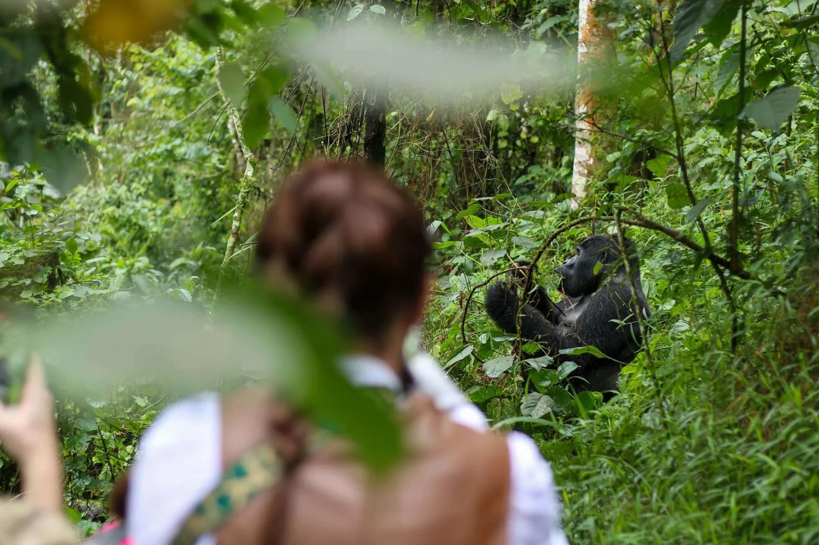 Best Gorilla Trekking Tours 2025–2028 | Uganda, Rwanda, Congo
