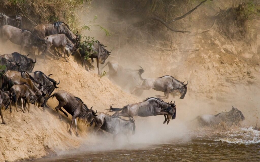 8 Days Great Migration Safari in Tanzania