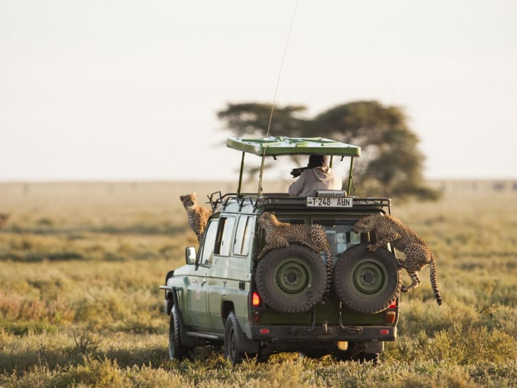 The Perfect 3 Days Serengeti National Park Safari | Best Short Wildlife Adventure in Tanzania
