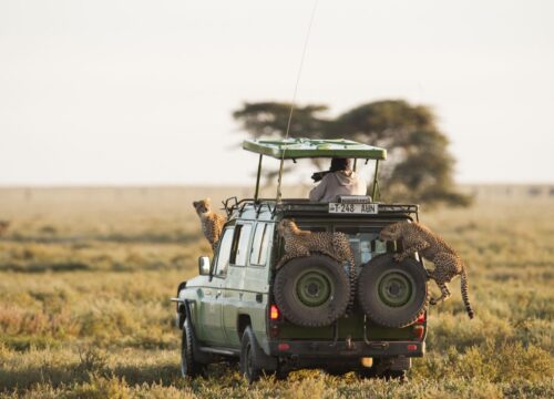The Perfect 3 Days Serengeti National Park Safari | Best Short Wildlife Adventure in Tanzania