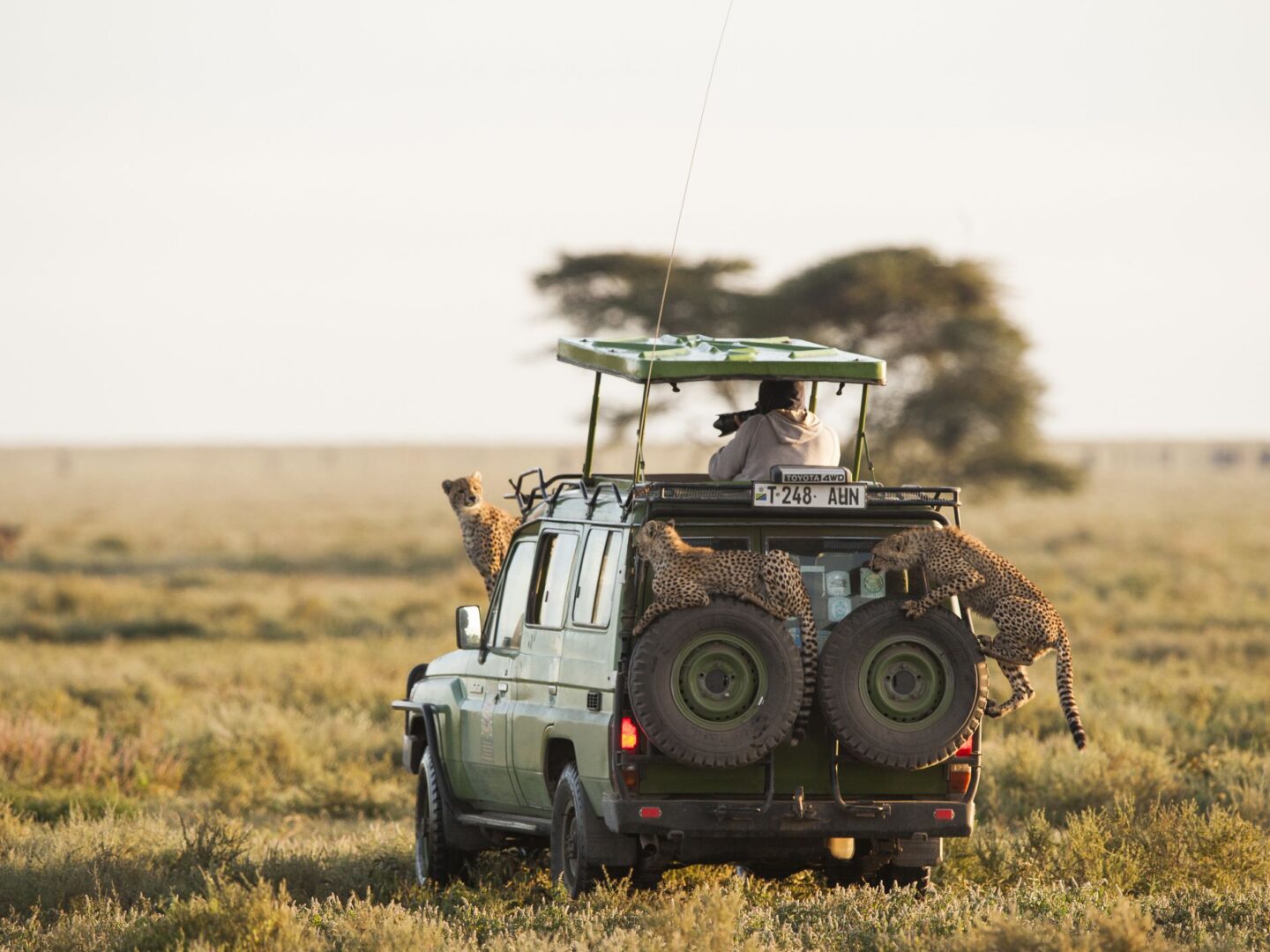 Serengeti Safari Types: Group, Luxury, and Budget Tours
