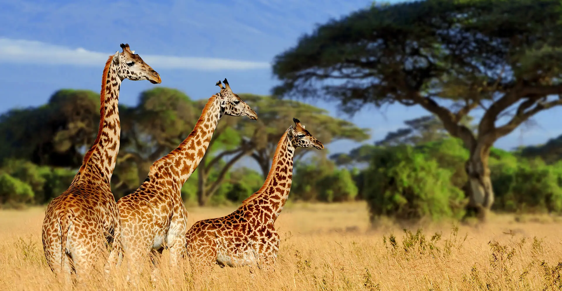 Best Time to Visit Tarangire National Park