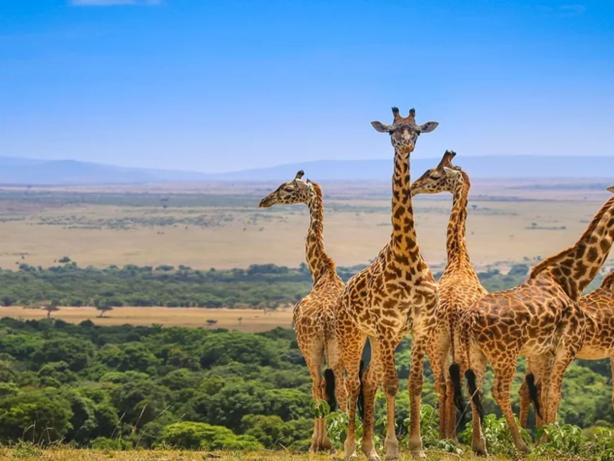 4 Days Queen Elizabeth National Park | Budget Wildlife Safari and Boatcruise