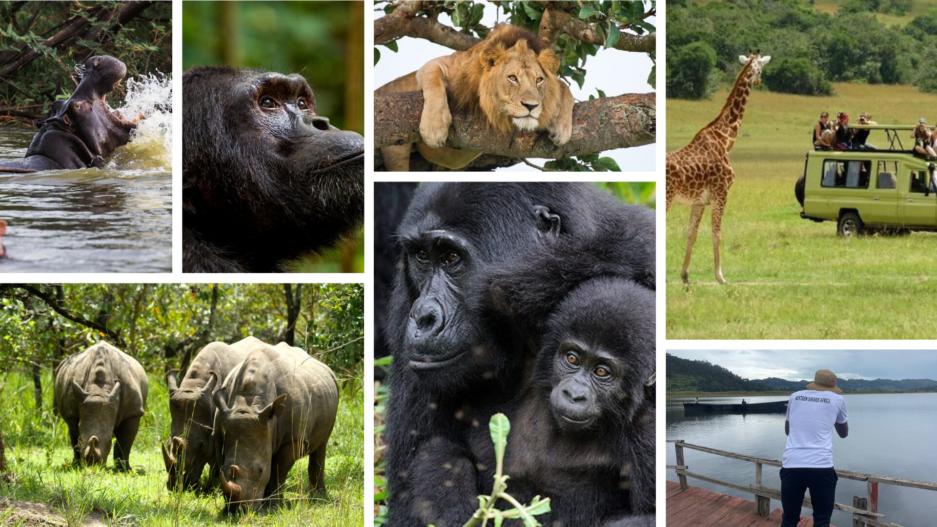 Family Gorilla Trekking Tours in Africa with Kids (2025–2028) | Uganda, Rwanda, Congo
