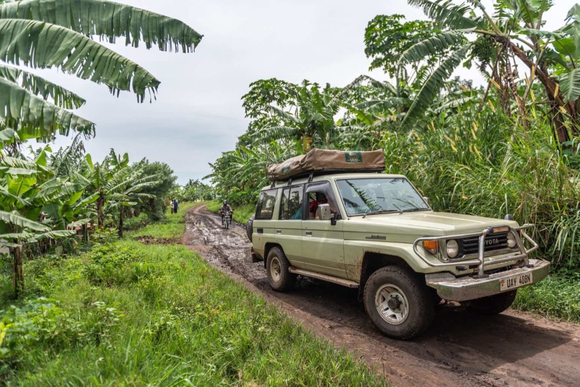 Gorilla Trekking Safaris for Backpackers | Budget-Friendly Jungle Adventure