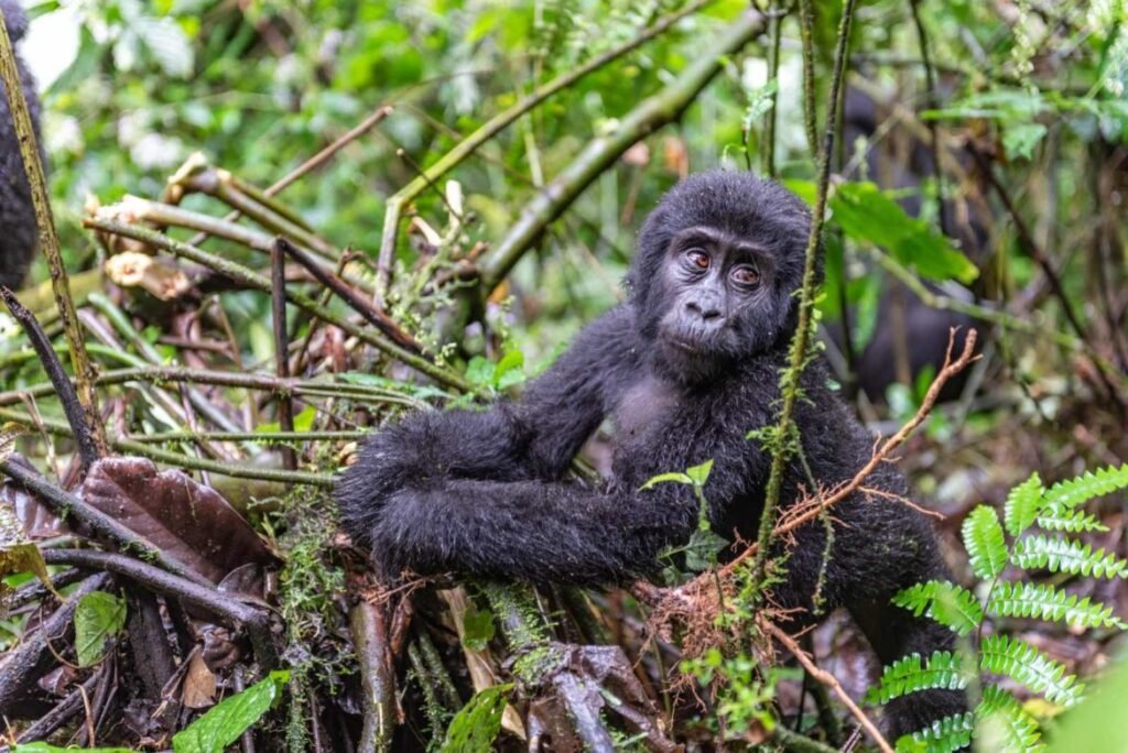 5 Days Gorilla Trekking and Lake Mburo Wildlife Safari – Uganda’s Ultimate Primate & Savannah Combo