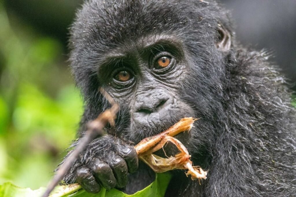 4 Days Rwanda Gorillas and Golden Monkeys Safari – Volcanoes National Park Primate Encounter