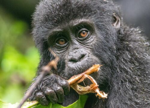 4 Days Rwanda Gorillas and Golden Monkeys Safari – Volcanoes National Park Primate Encounter