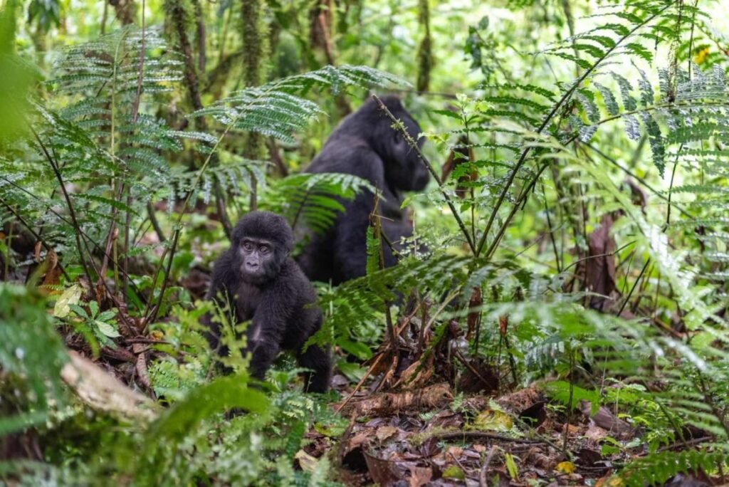 4 Days Gorilla Trekking and Lake Kivu – Rwanda’s Best Short Primate and Leisure Safari