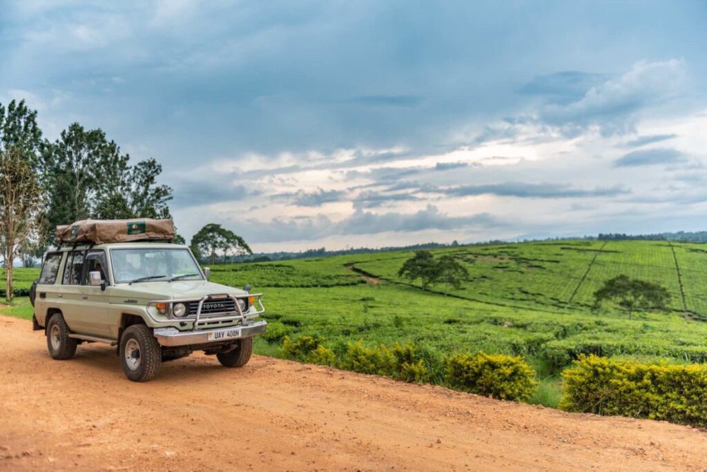 10 Days Uganda Budget Safari | Gorilla Trekking, Wildlife Safaris and Chimpanzee Trekking