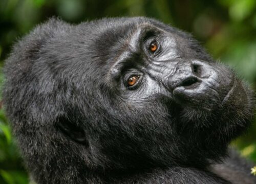 4 Days Rwanda Primates Safari (Gorillas and Chimpanzee Trekking)