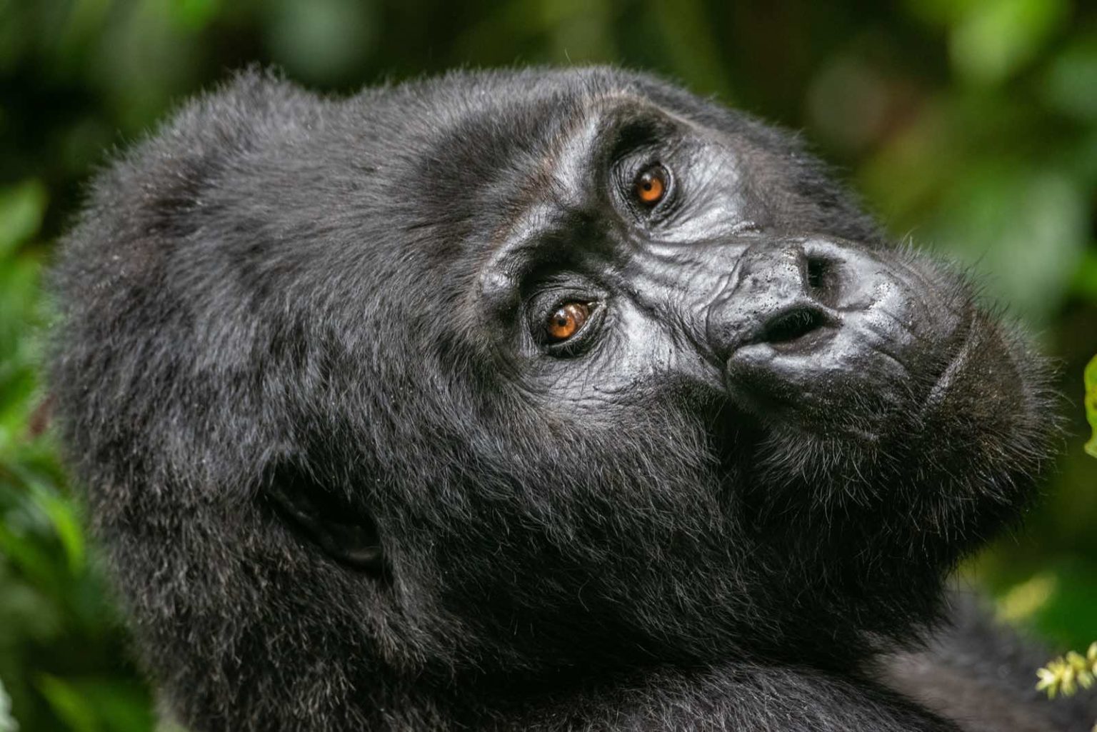 How to Buy a Gorilla Trekking Permit in Uganda (2025–2028 Full Guide)