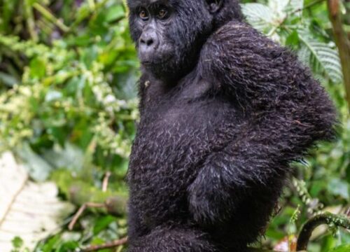 4 Days Budget Gorilla Trekking – Affordable Gorilla Safari for Backpackers in Uganda