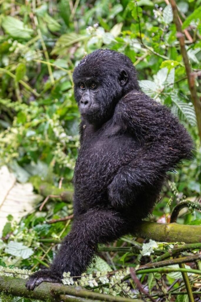4 Days Budget Gorilla Trekking – Affordable Gorilla Safari for Backpackers in Uganda
