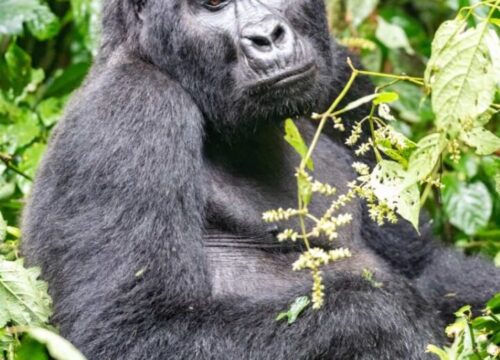 5 Days Family Gorilla Trekking Safari | Uganda with Lake Bunyonyi for Kids and Parents