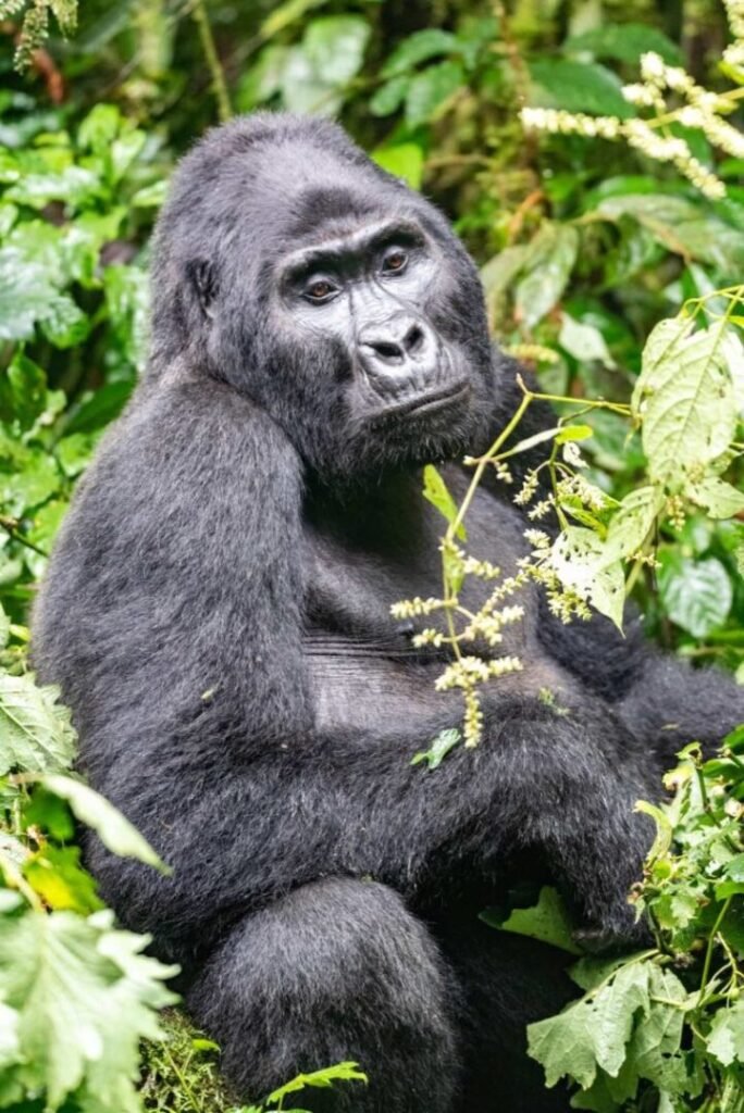 5 Days Family Gorilla Trekking Safari | Uganda with Lake Bunyonyi for Kids and Parents