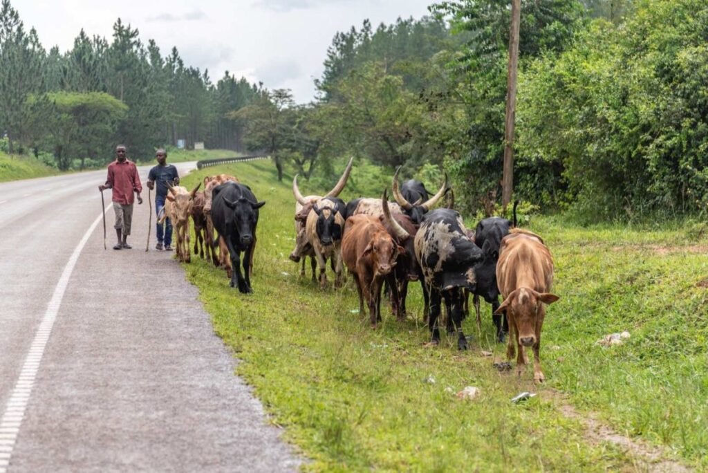 10 Days Murchison Queen Bwindi and Lake Bunyonyi Grand Tour | Best of Uganda Safari - Nextgen Safaris | Best of Uganda Safari