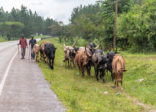 10 Days Murchison Queen Bwindi and Lake Bunyonyi Grand Tour | Best of Uganda Safari - Nextgen Safaris | Best of Uganda Safari