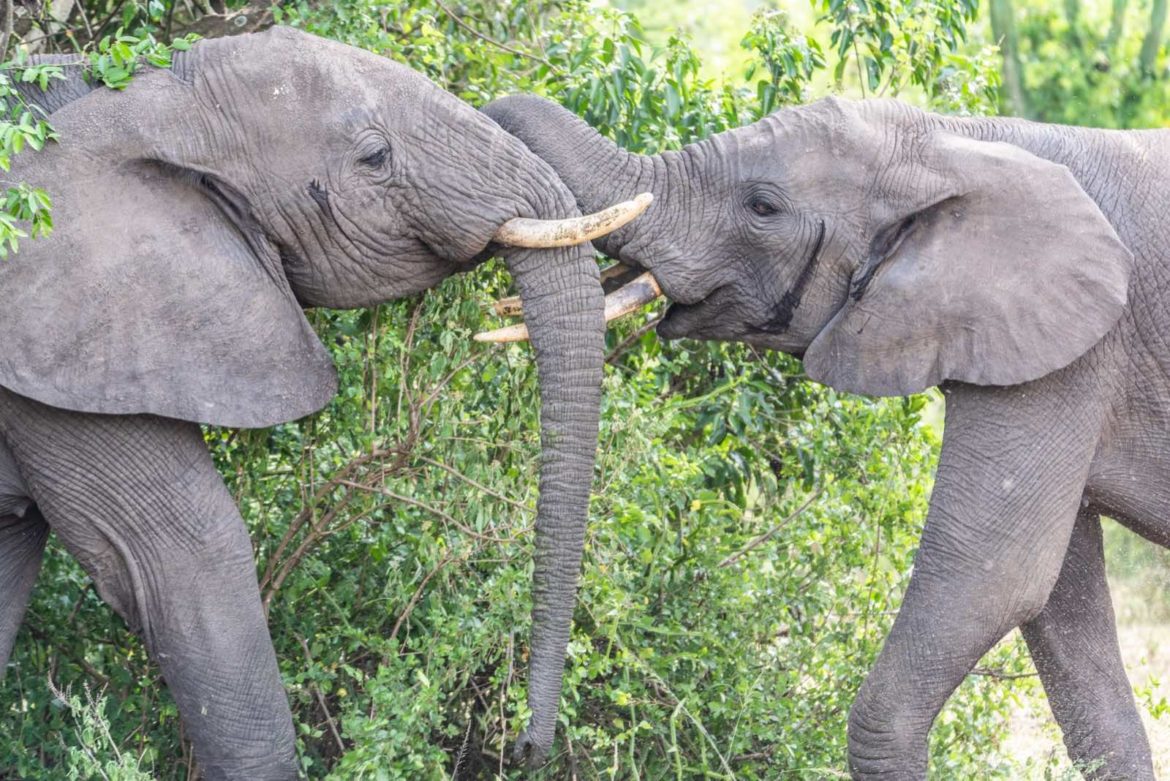 What You See on a 10 Days Uganda Safari – Gorillas, Game Drives & More
