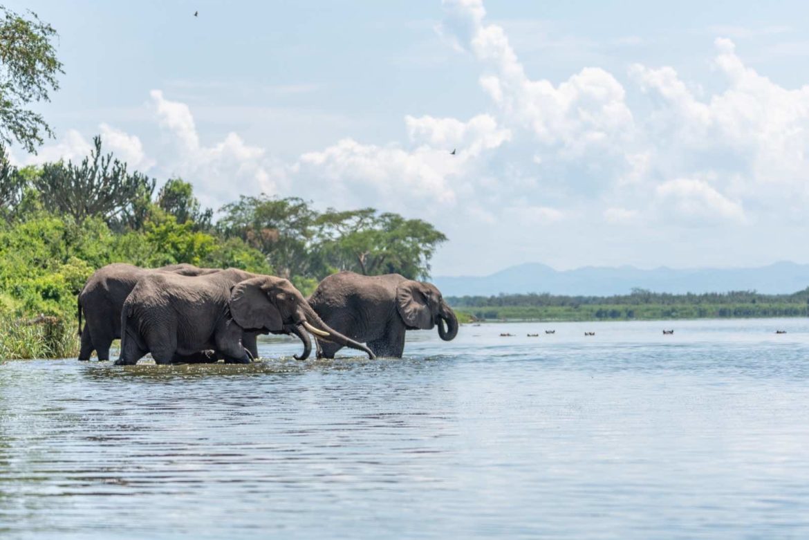4 Days Queen Elizabeth Safari Uganda