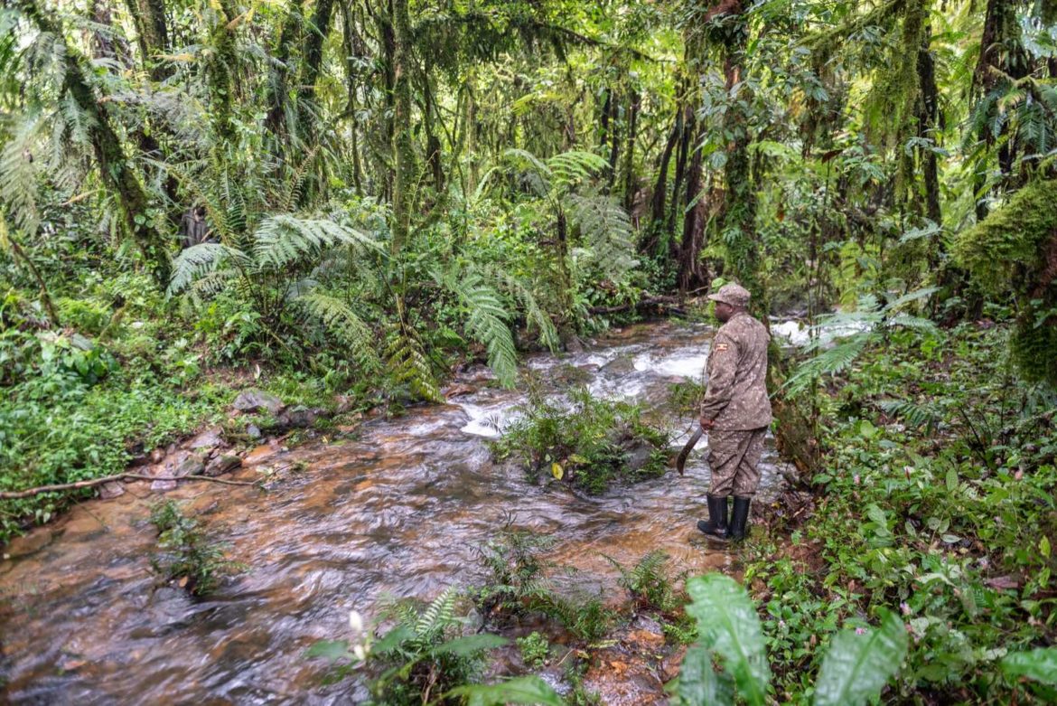 How to Buy a Gorilla Trekking Permit in Uganda (2025–2028 Full Guide)