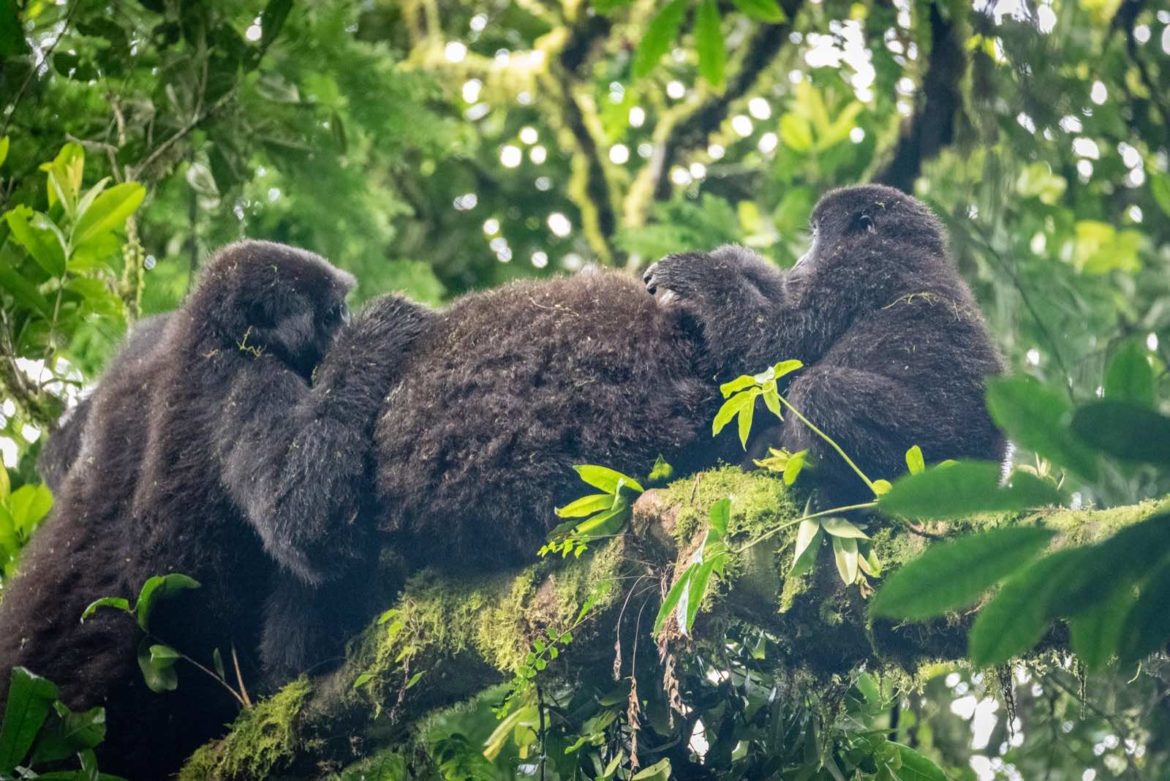 Where Does Gorilla Trekking in DR Congo Happen?