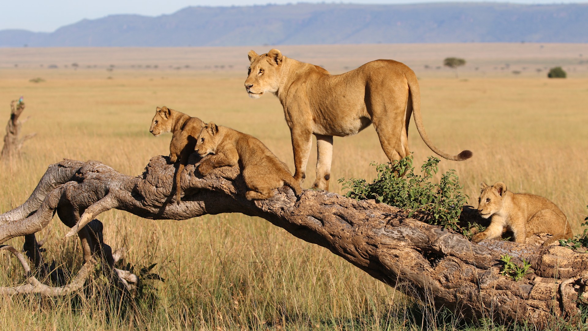 Budget Group Joining Safaris in Kenya and Tanzania | Backpacker Wildlife Tours 2025–2026