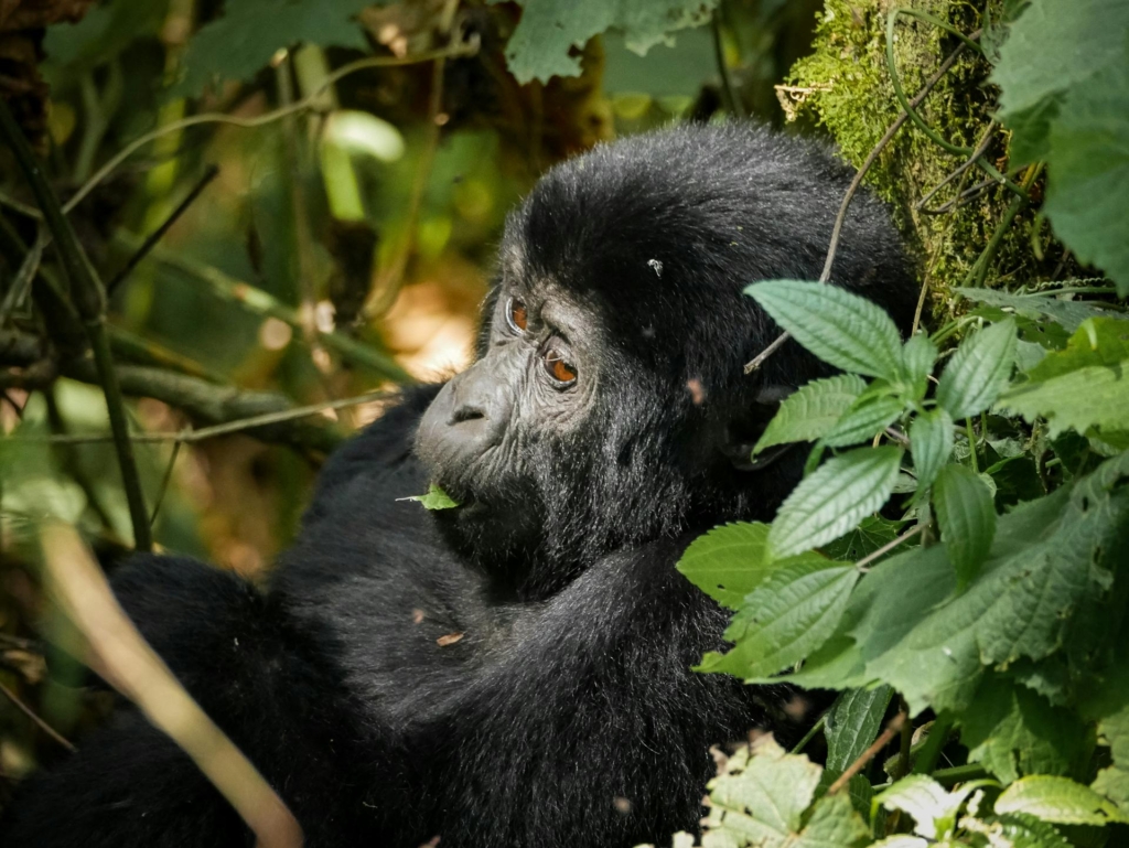 Students Gorilla Trekking Trips in Africa | Educational Safaris 2025–2028