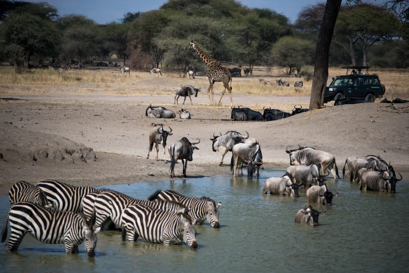 Wildlife in Tarangire National Park
