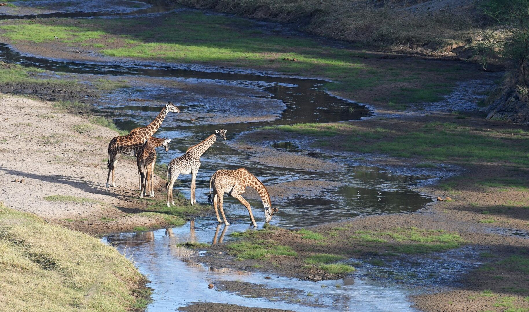 Why Visit Tarangire National Park?