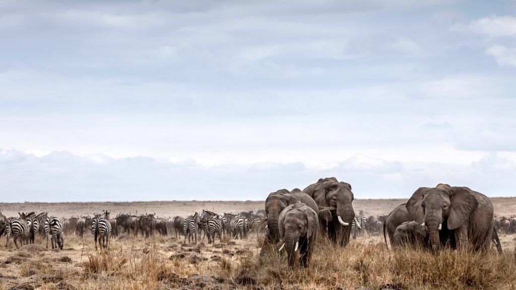 3 Days Masai Mara Group Joining Safari | Affordable Kenya Wildlife Tour