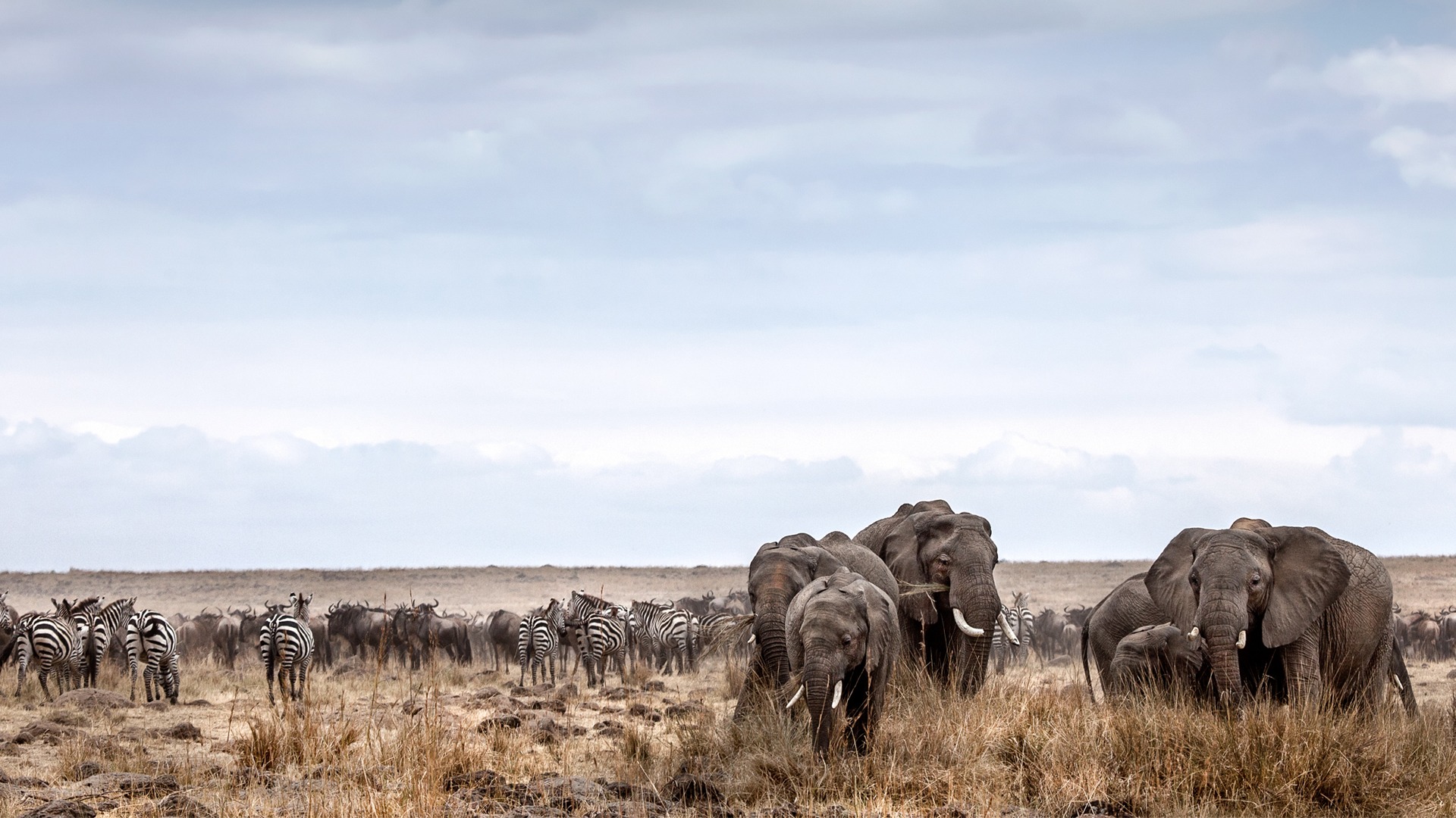 Budget Group Joining Safaris in Kenya and Tanzania | Backpacker Wildlife Tours 2025–2026