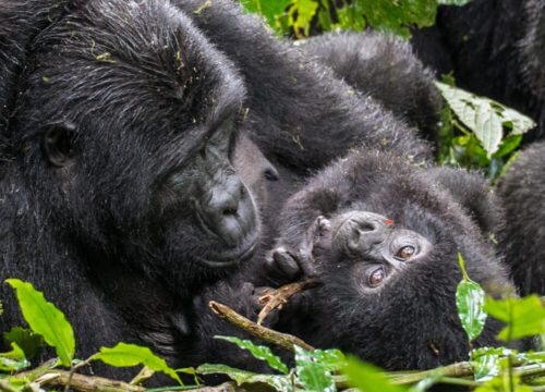 3 Days Mountain Gorilla Trekking in Uganda | Starts in Kigali Airport or Entebbe
