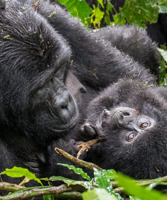 Epic 18 Days Bwindi Gorilla Trekking, Serengeti Wildlife Safari & Unforgettable Zanzibar Beach Escape