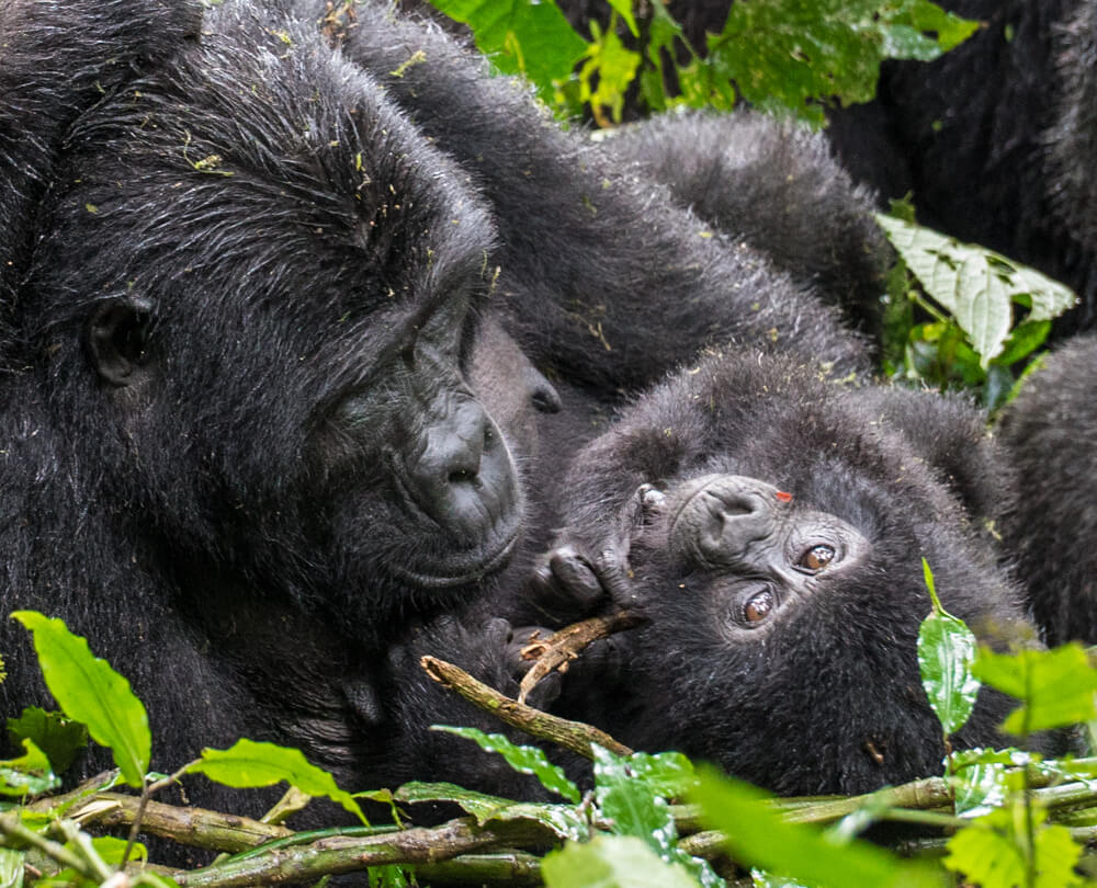 Family Gorilla Trekking Tours in Africa with Kids – The Ultimate Guide for 2025 and Beyond