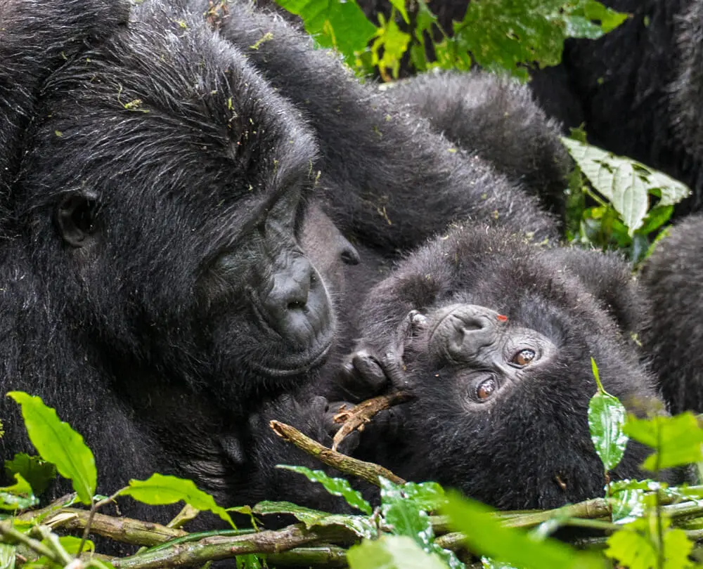 Combine Hot Air Balloon Safaris with Gorilla Trekking in Uganda and Rwanda