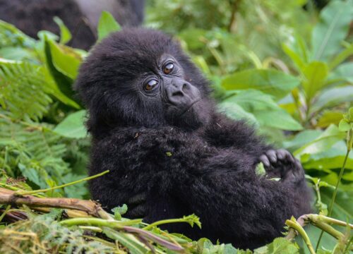 Gorilla Trekking Uganda from Kigali vs Entebbe – Best Starting Point Compared (2025–2028)