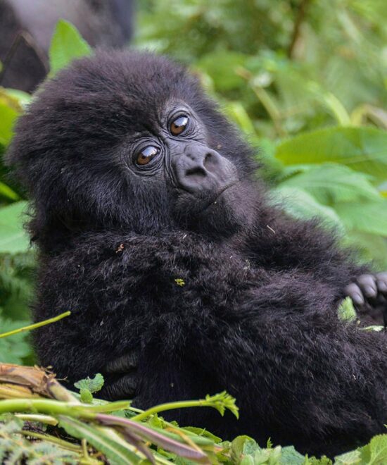 Gorilla Trekking Uganda from Kigali vs Entebbe – Best Starting Point Compared (2025–2028)