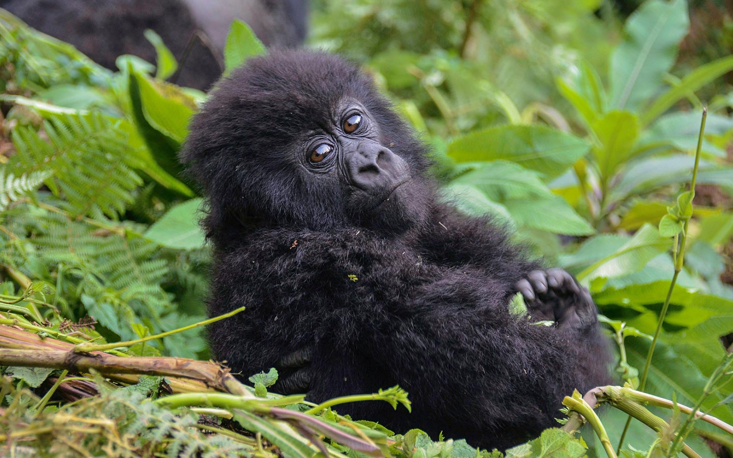 Best Gorilla Trekking Tours 2025–2028 | Uganda, Rwanda, Congo
