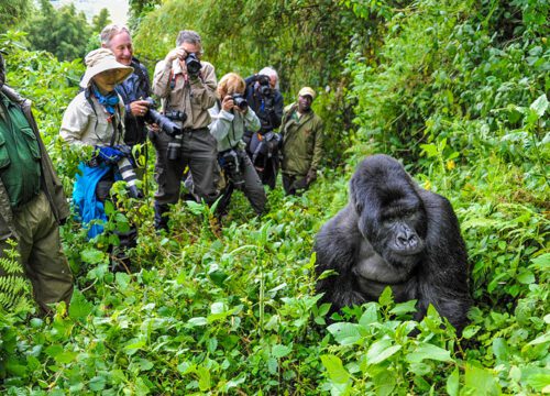 Where to See Gorillas in the Wild | Best & Cheapest Trekking Destinations