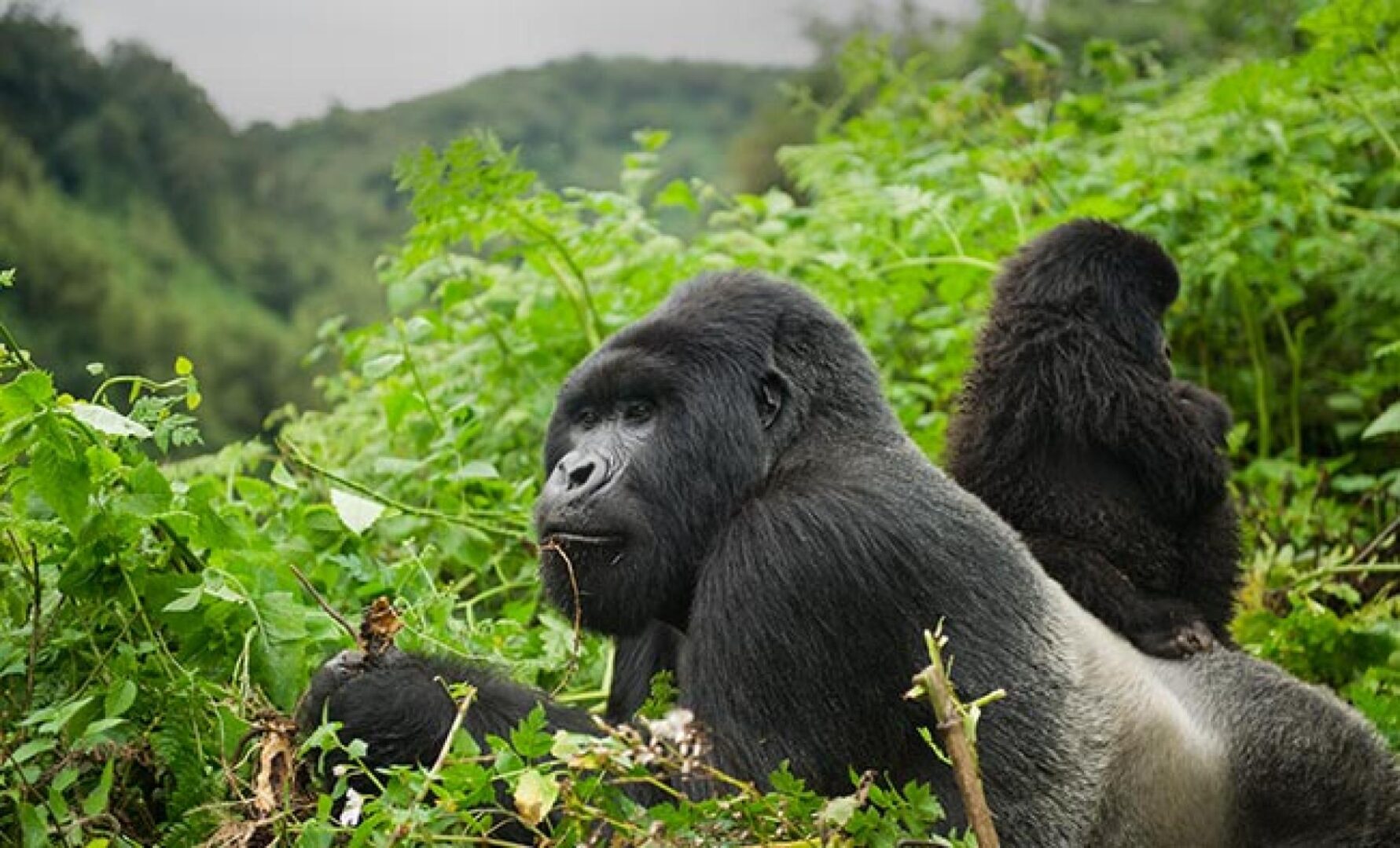 Best 4 Days Rwanda Primates Safari | Gorillas and Chimps in Volcanoes and Nyungwe
