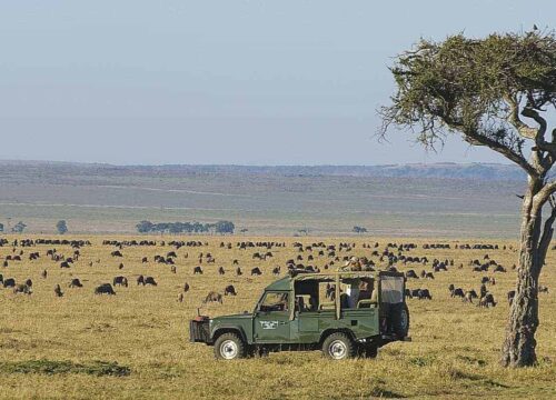 2 Days Masai Mara Group Joining Safari | Express Budget Kenya Tour