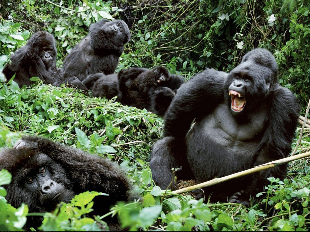 Best Gorilla Trekking Tours 2025–2028 | Uganda, Rwanda, Congo