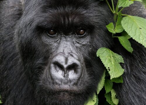 9 Days Uganda Safari | Best Gorilla Trekking, Chimpanzee Tracking & Game Drives