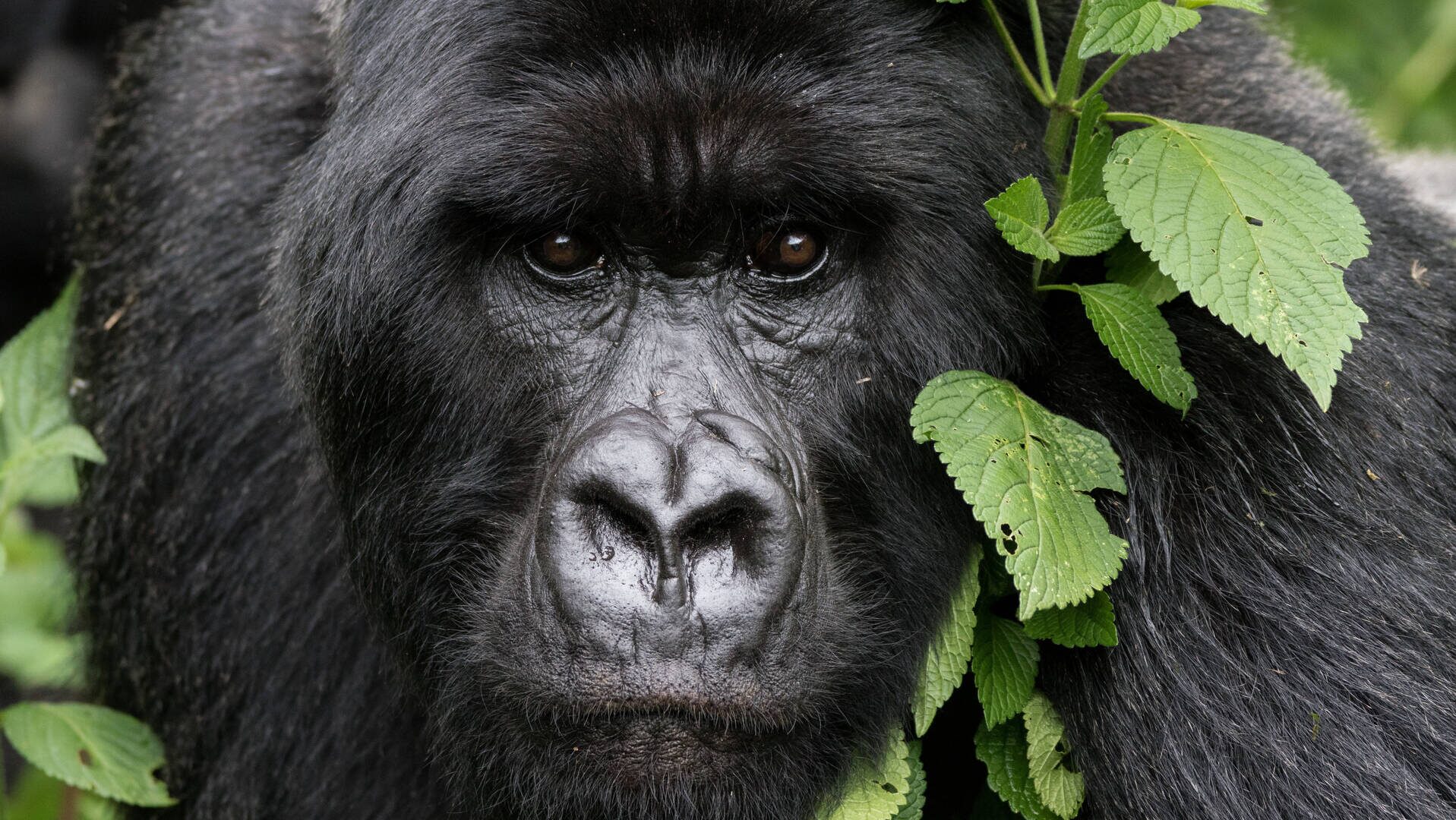 3 Days Gorilla Trekking in Uganda | Budget Bwindi Safari from Kigali or Entebbe