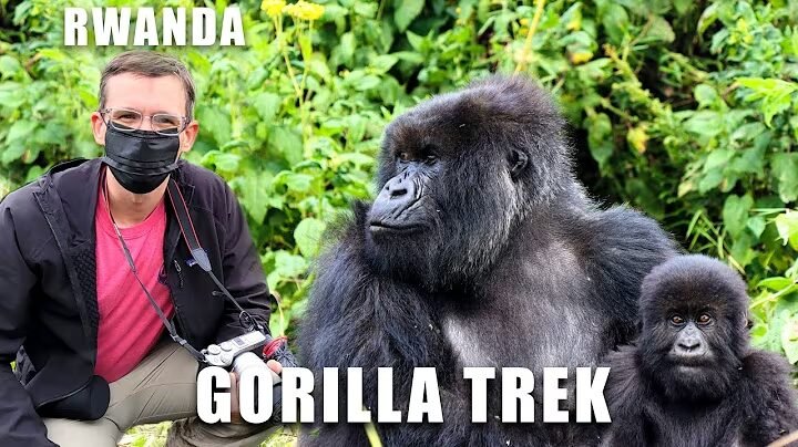 3 Days Mountain Gorilla Trekking in Rwanda | Volcanoes National Park Safari