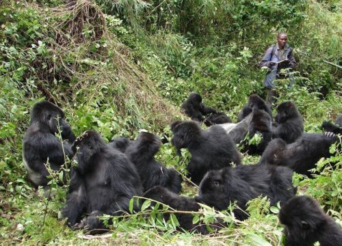 Gorilla Trekking in DR. Congo Extended Guide